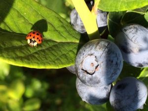 Gallery Gardenhour Orchards Inc